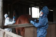 Vets checking horse suspected of having hendra virus