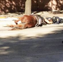 Devotion of police officer for his horse