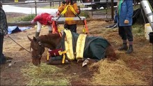 Rescuing Anakin - Former research horse