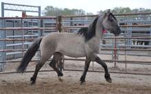 A wild stallion in a BLM pen