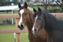 Captain and Anna, rehabbed horses at the Duchess Sanctuary