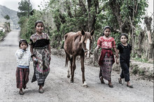 Hard-working equines needing basic care