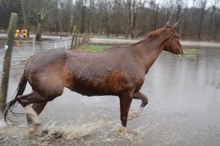 Brownsville horse threatened by flood water