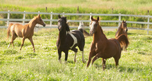 Domesticated horses carrying damaged DNA