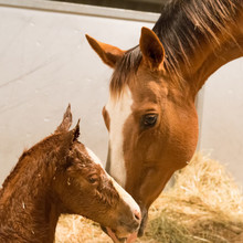 Mare and foal at Colorado State University