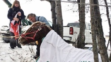 Rescue of horses mired in icy slough