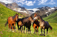 Keeping wilderness horse trails open