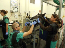 Dr. Nicola Pusterla - UC Davis Equine Medicine and Dentistry Service