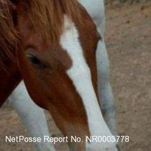 Bullseye, a 5-year-old Chestnut/Sorrel Quarter Horse Gelding