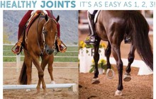Healthy horse joints - front and back