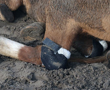 Horse's legs protected by hock shields