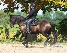 A Western dressage horse and rider