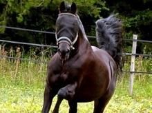 New equine fly masks with reflective material and ear protection