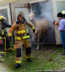 Firemen rescuing horses from barn fire