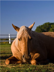 Palomino downed by colic