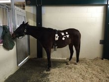 Horse being diagnosed with camera pill endoscopy