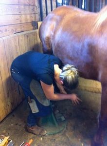 Jess Paveley shoeing a horse