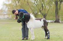 Miniature horse Shine with new prosthetic leg