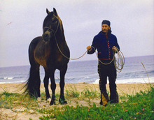 A Wilbur-Cruce horse at the beach