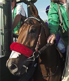 Nyquist in the starting gate at 2016 Kentucky Derby