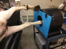 Using PET imaging scanner on horse's leg