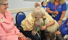 Miniature horses bringing therapy to elderly patients