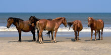 Wild Spanish Mustangs Of Corolla