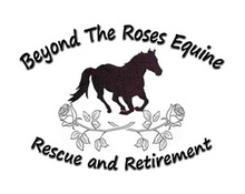 Improving the lives of rescued horses