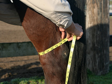 Measuring horse for protective hock shields