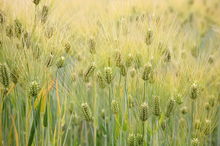 A field of barley hay
