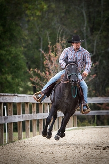 Contributing to horse wellness