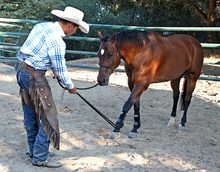 Teaching horse to accept pressure on feet and legs