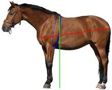 Calculating your horse's weight