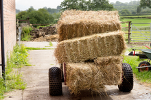 Hay for horses