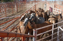 Horses in export pen