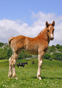 Benefits of pasture grass for horses