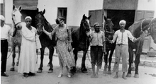 Dorothy Brooke and WW1 horses