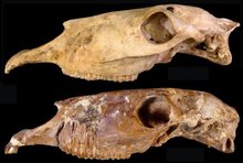 Skulls of ancient horse genus