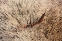 Veterinary wound care for horses