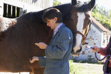 To prevent diseases in horses - Vaccinate!