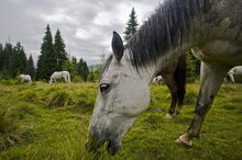 Horses thrive on pasture