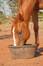 The importance of fatty acids in your horse's diet