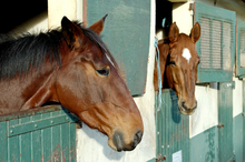 Individual horses - Individual parasite situations