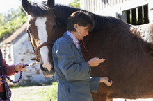 Veterinarian checking horse's health