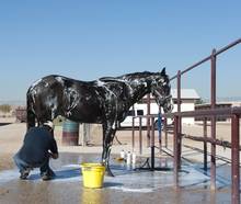 A horse and owner in a wash rack