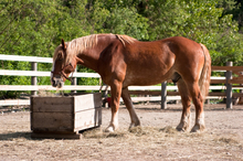Horse feed for horses - Cattle feed for cattle