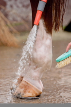 Bathing the horse