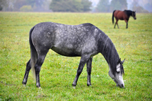 Horses feeding on pasture