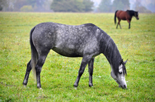 Neglected horse recuperating