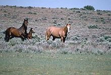Wild horses in the Utah desert